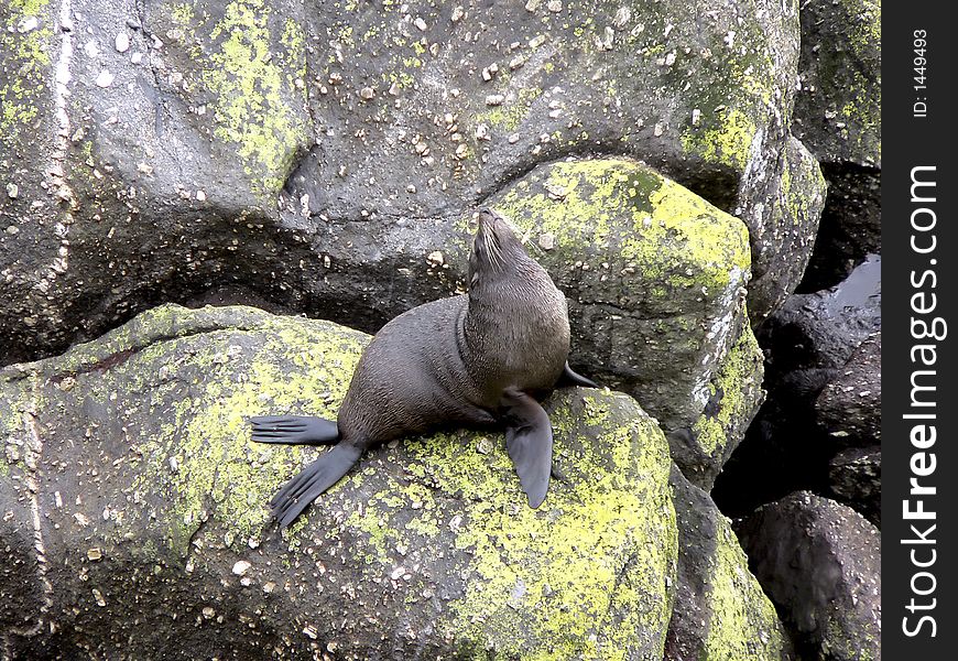 Seal wating on rock near the sea. Seal wating on rock near the sea