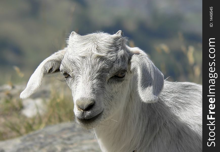 A young goat grazing in the mountains. A young goat grazing in the mountains