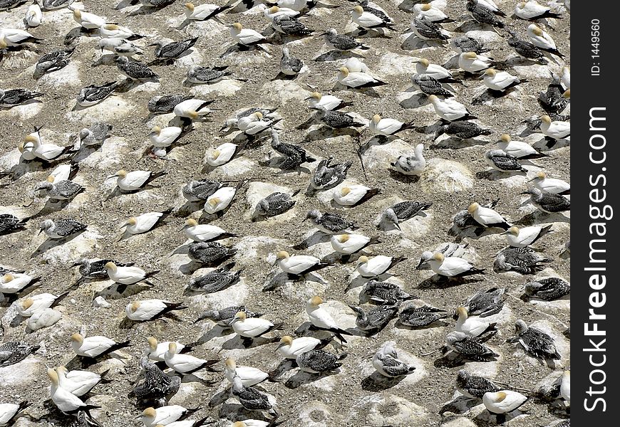 Gannet breeding colony on North Island of New Zealand. Gannet breeding colony on North Island of New Zealand