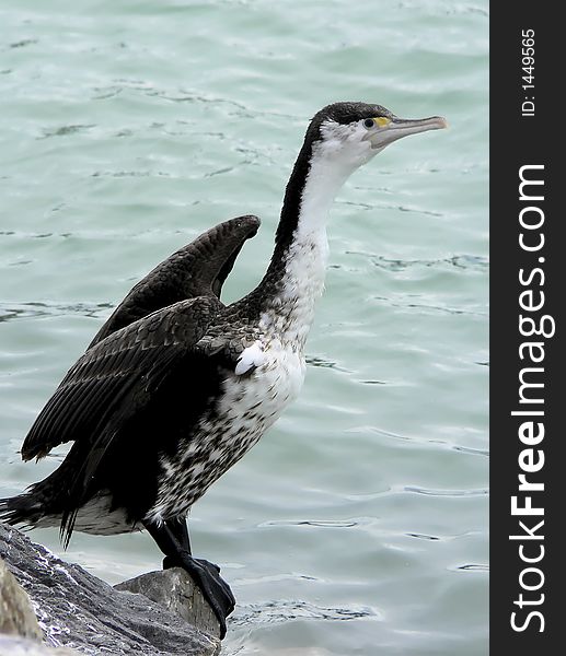 Shag drying feathers on rock
