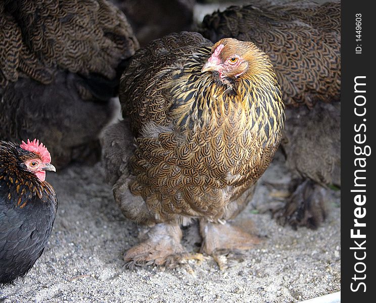 Poultry-yard 10