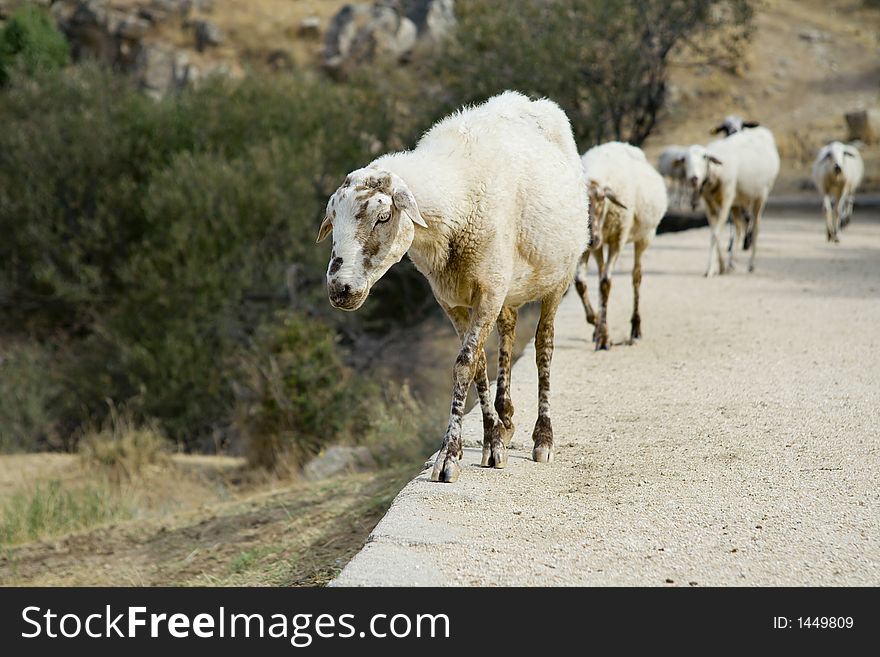 Line of sheep, focus on front one