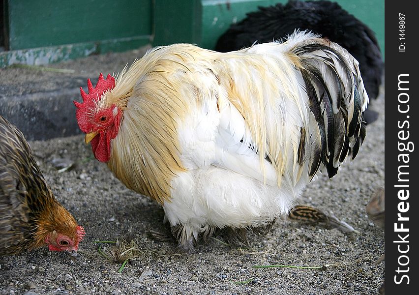 Poultry-yard 7