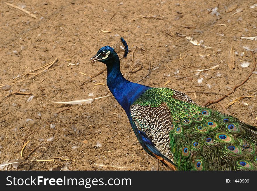 A peacock in a backyard