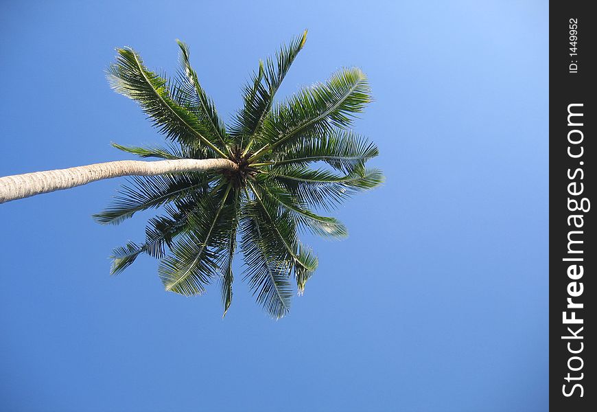 Palm tree towering over the earth with blue sky. Palm tree towering over the earth with blue sky
