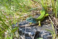 Lizard In The Grass Royalty Free Stock Photos Lizard In The Grass Royalty Free Stock Photos