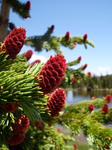 Pine Tree With Red Cones Royalty Free Stock Images Pine Tree With Red Cones Royalty Free Stock Images