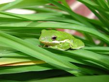 Green Treefrog Stock Photos
