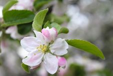 Peach Blossoms Against A Blue Sky Royalty Free Stock Photography Peach Blossoms Against A Blue Sky Royalty Free Stock Photography