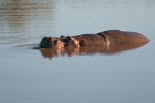 Hippo (Hippopotamus Amphibius) In The Water Royalty Free Stock Photos