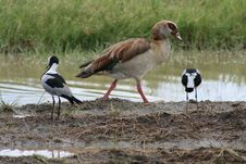 Africa, Lake Manyara, Goose Egyptian Royalty Free Stock Photography Africa, Lake Manyara, Goose Egyptian Royalty Free Stock Photography
