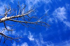 Bare Tree & Sky Stock Image Bare Tree & Sky Stock Image