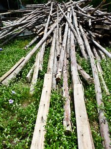 Free Hardwood Royalty Free Stock Photo - 14407765