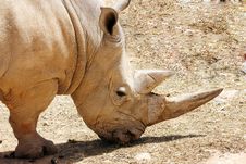 Rhinoceros Royalty Free Stock Photo