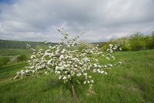 Blossoming Apple Trees Royalty Free Stock Photography Blossoming Apple Trees Royalty Free Stock Photography