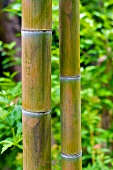 Bamboo Royalty Free Stock Images Bamboo Royalty Free Stock Images