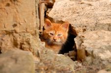 Kitten Stock Photography