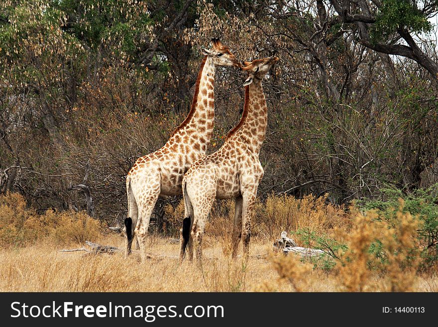 Two giraffes in the savanna