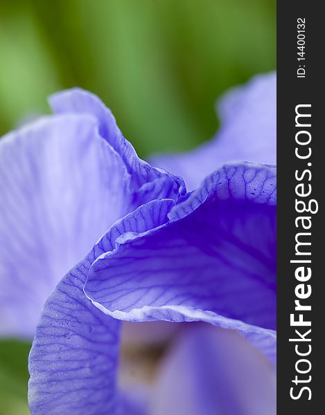 A  close up of a purple iris