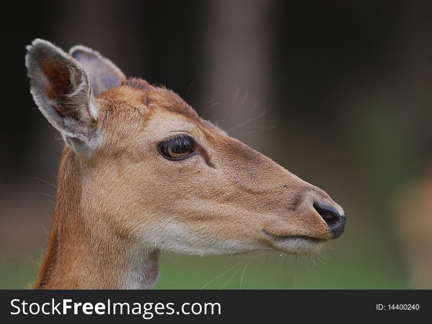 Portrait of roe-deer with big eyes