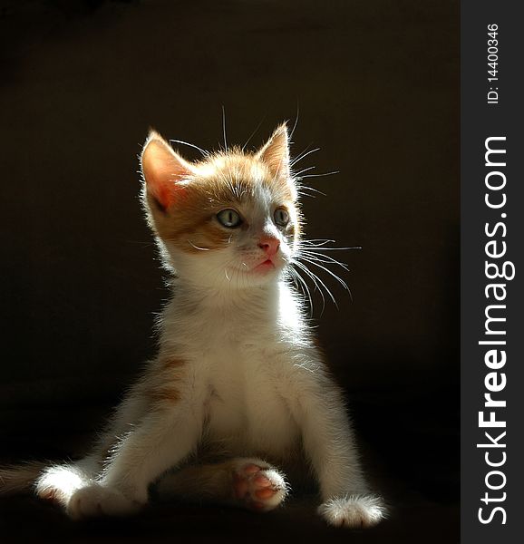 Red kitten sitting in the motning light. Red kitten sitting in the motning light