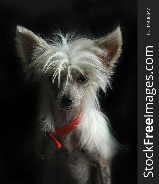 Pedigree Chinese Crested dog with white hairstyle