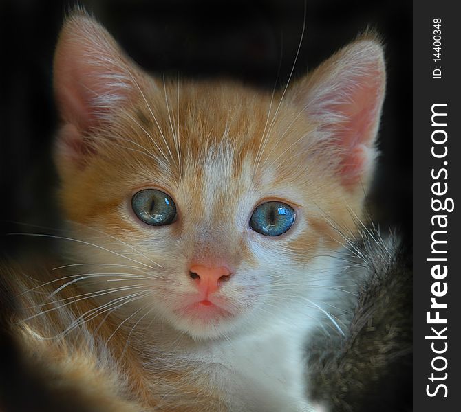 Red kitten with blue eyes looking straight to the camera