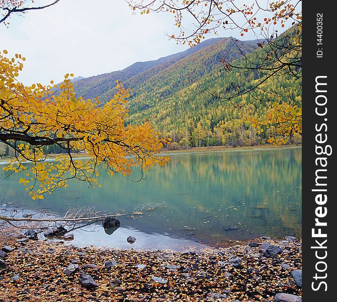 Colorful lake. yellow trees and green lake in the season of fall.