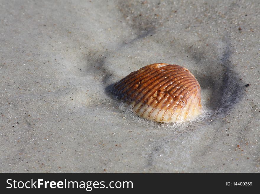 Seashell in Sand, New Symrna Beach, FL
