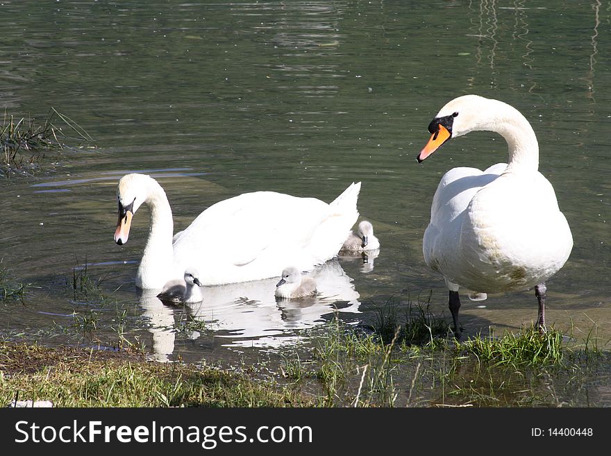 Family of swans on the lake como male and female and children at their first experience in water