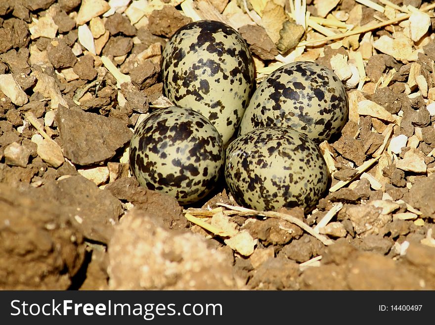 Spur-winged plover eggs in a nest. Spur-winged plover eggs in a nest.