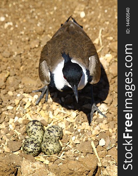 Spur-winged plover guarding the eggs in the nest. Spur-winged plover guarding the eggs in the nest.
