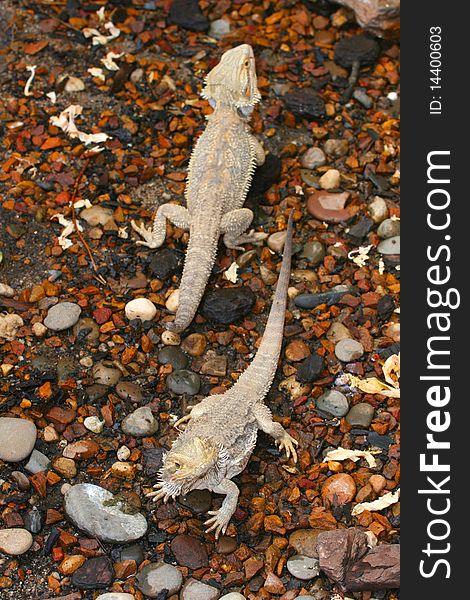 Two iguanas in a wildlife sanctuary baking in the sun