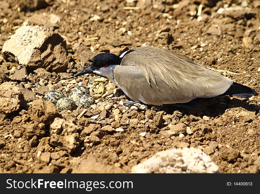 Spur-winged plover guarding the eggs in the nest. Spur-winged plover guarding the eggs in the nest.