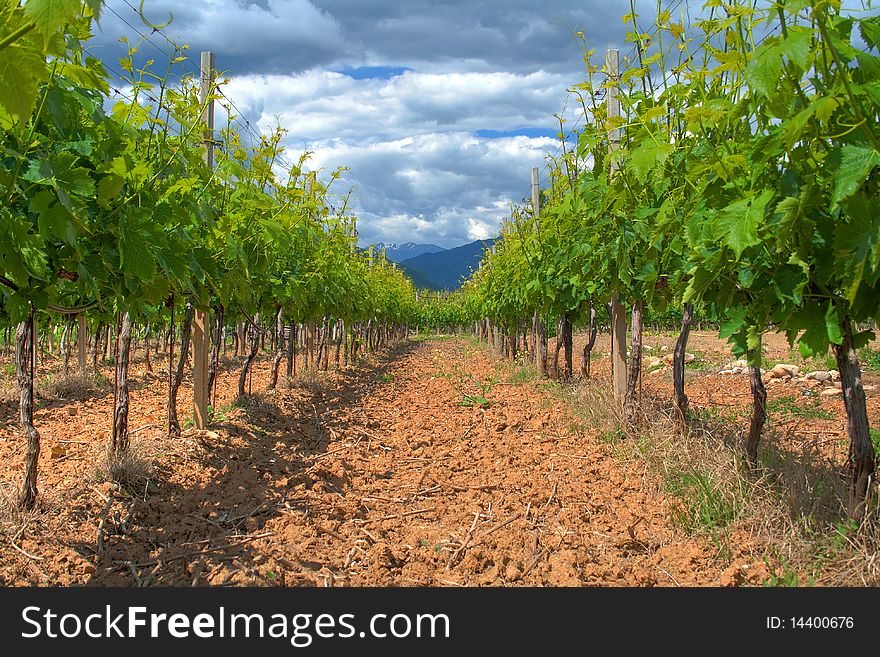 Vineyard of pigato wine in Liguria, Italy. Vineyard of pigato wine in Liguria, Italy