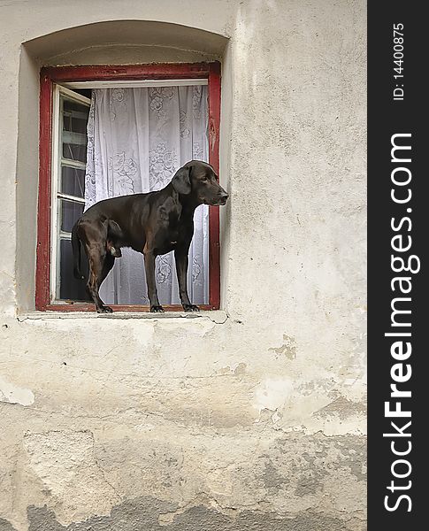 A black dog looking in the street from a window. A black dog looking in the street from a window