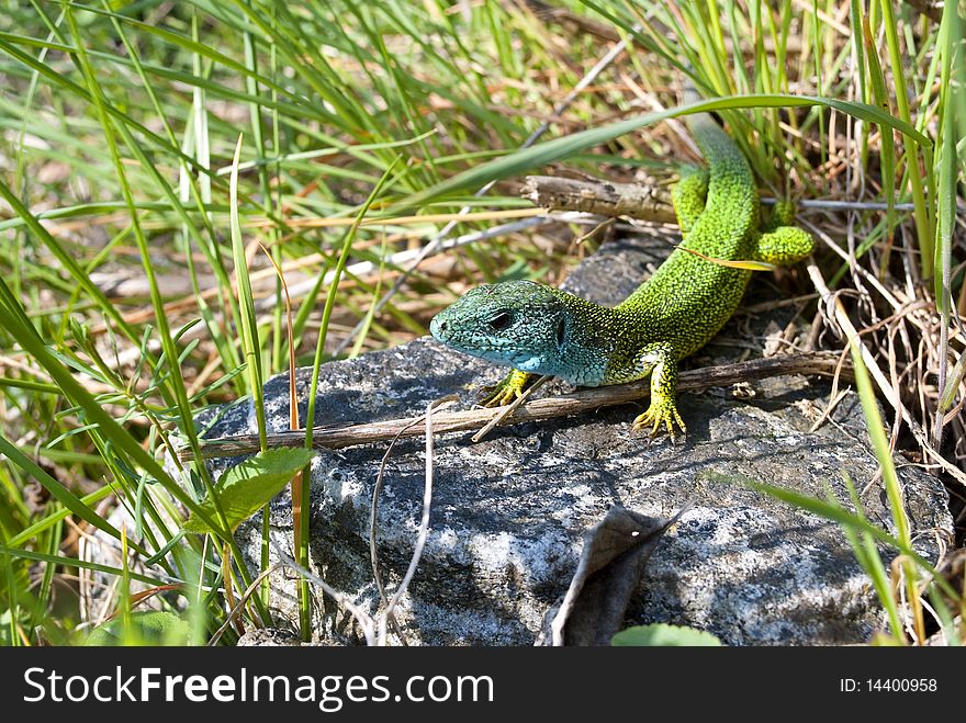 Green lizard in the spring grass, Austria. Green lizard in the spring grass, Austria