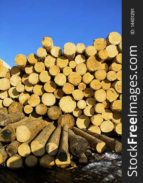 Pile of logs with blue sky