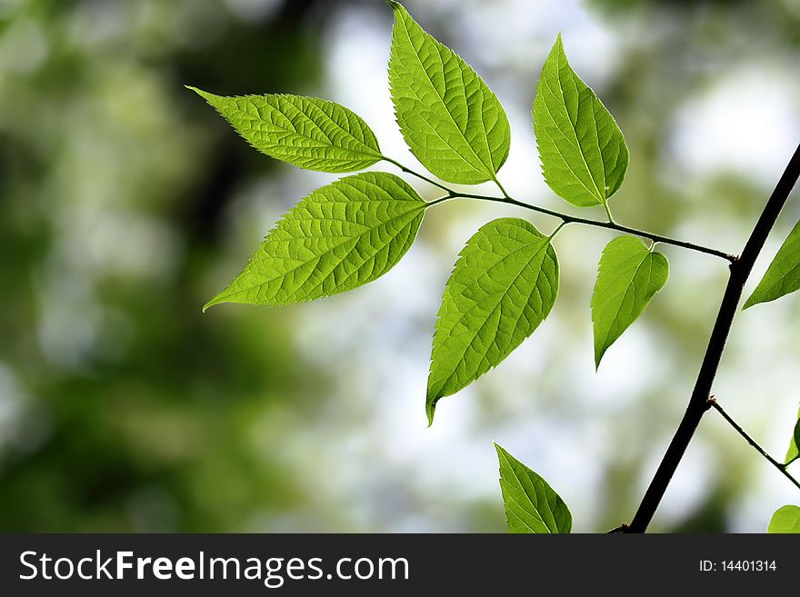 Green Leaf