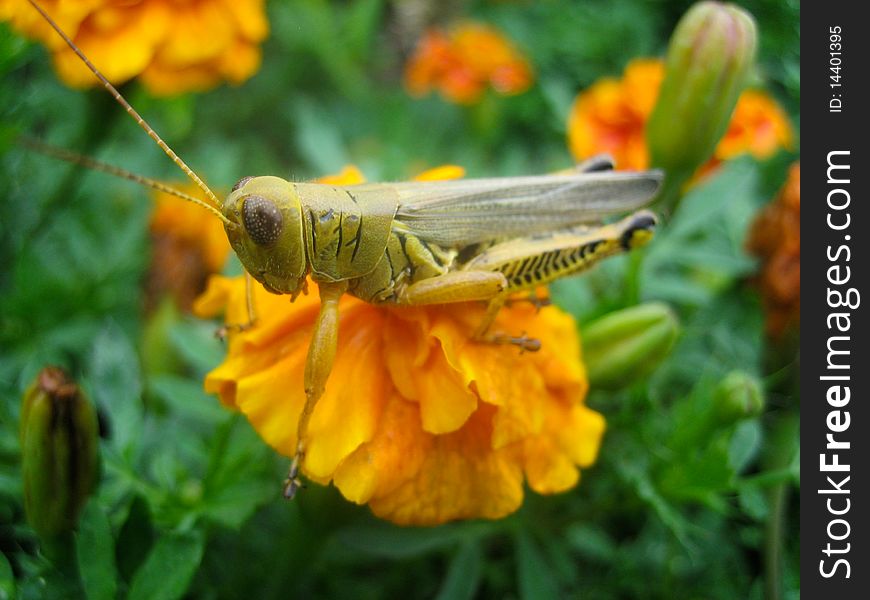 A grasshopper caught perching on top of an orange flower. A grasshopper caught perching on top of an orange flower