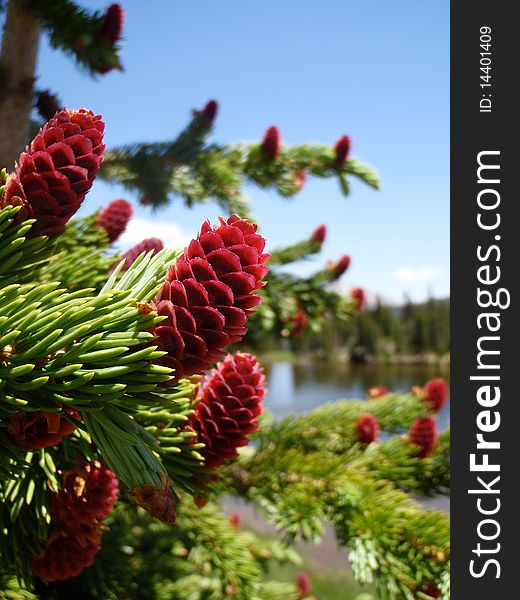 Pine Tree With Red Cones