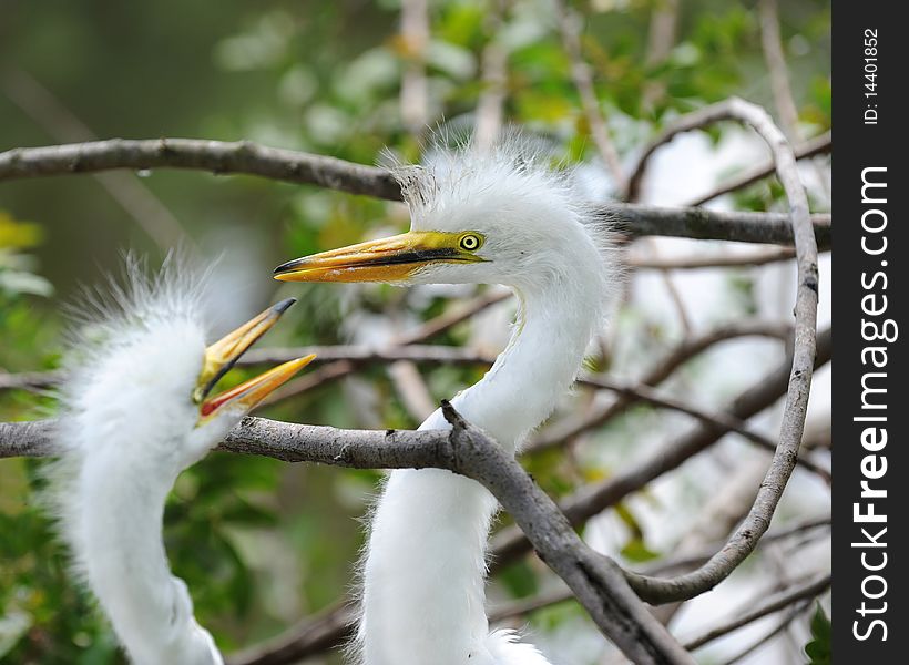 Juvenile Egret Siblings