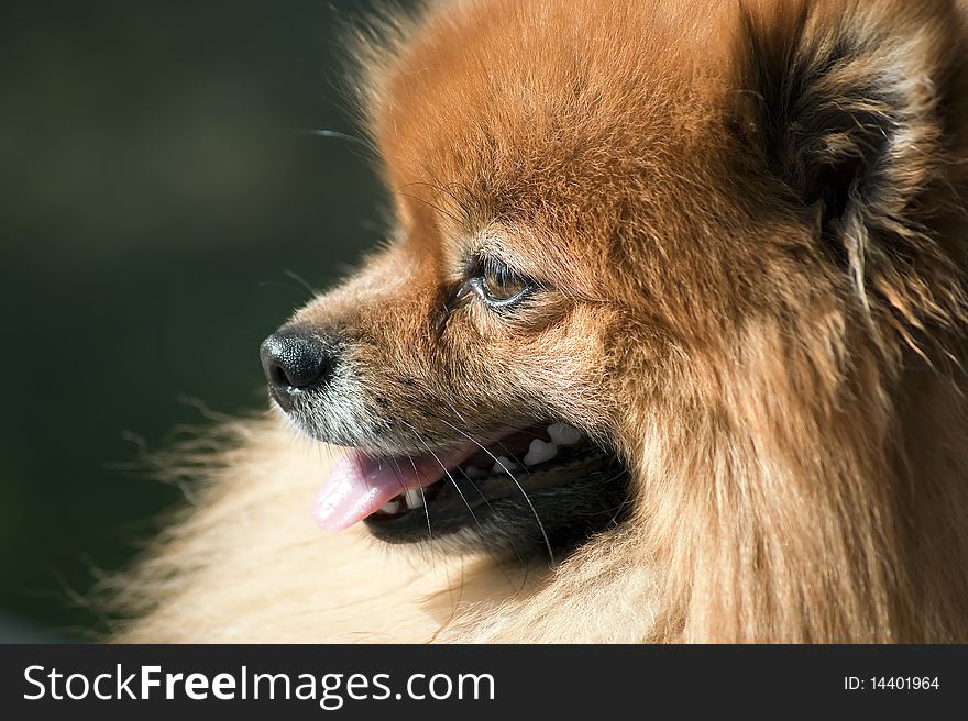 Pomerian cute puppy head with green background. Pomerian cute puppy head with green background