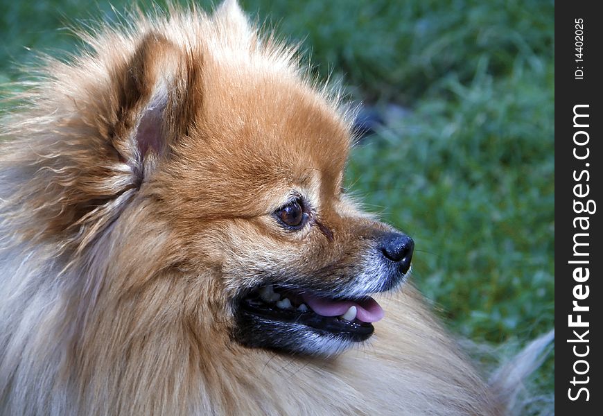 A little cute pomerian spitz puppy. A little cute pomerian spitz puppy