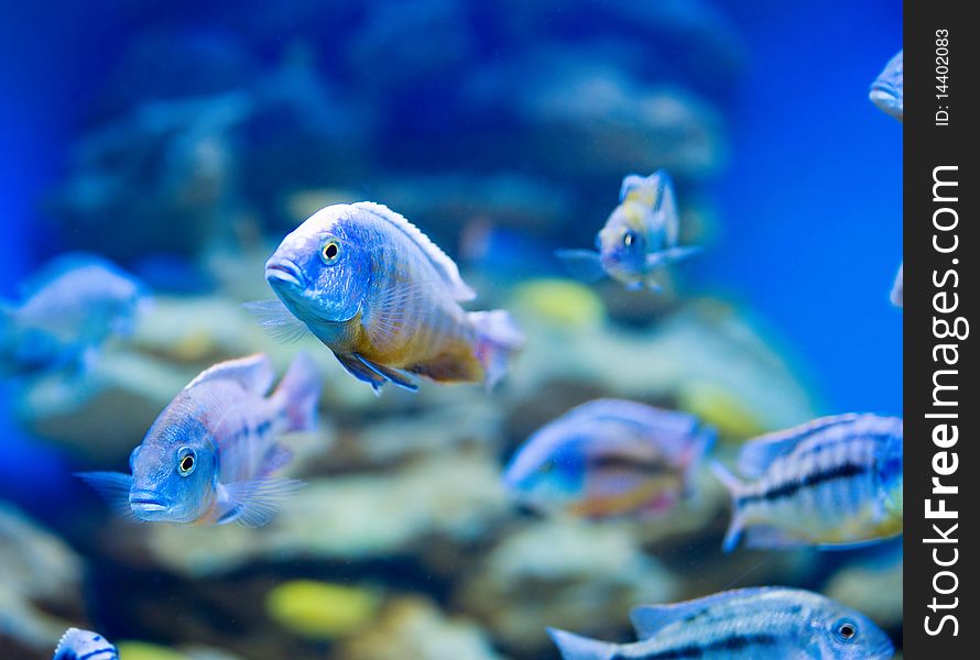 Blue saltwater world in aquarium