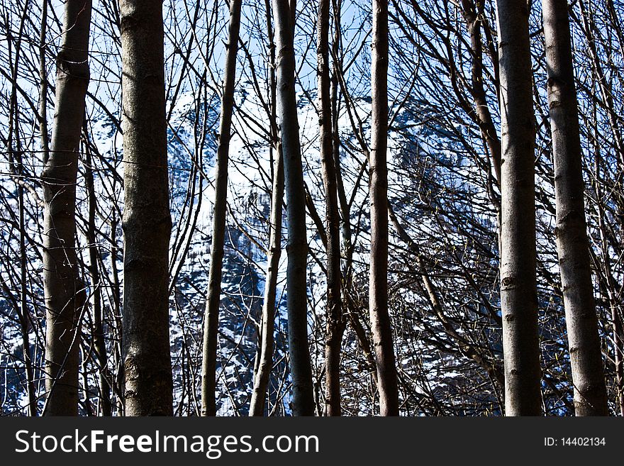 Beutiful Alps view through the forest, good for wallpaper. Beutiful Alps view through the forest, good for wallpaper