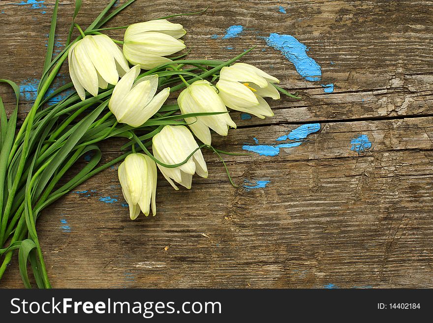 White flowers on a wooden board. Floral background