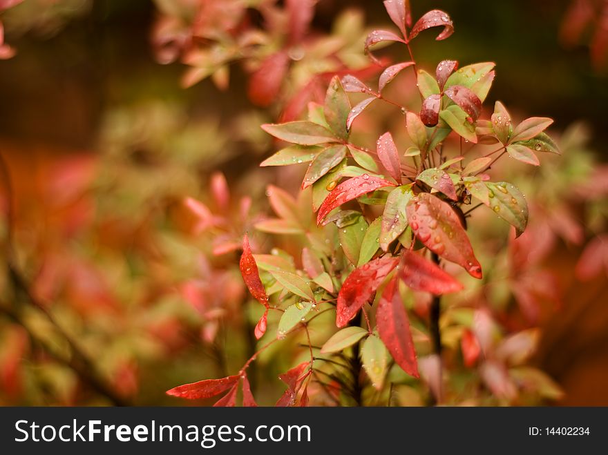 Leaves on a rainy day in Autumn or fall colours. Leaves on a rainy day in Autumn or fall colours