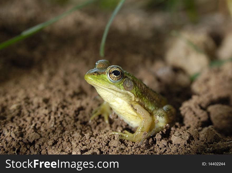 Little frog sitting on dirt
