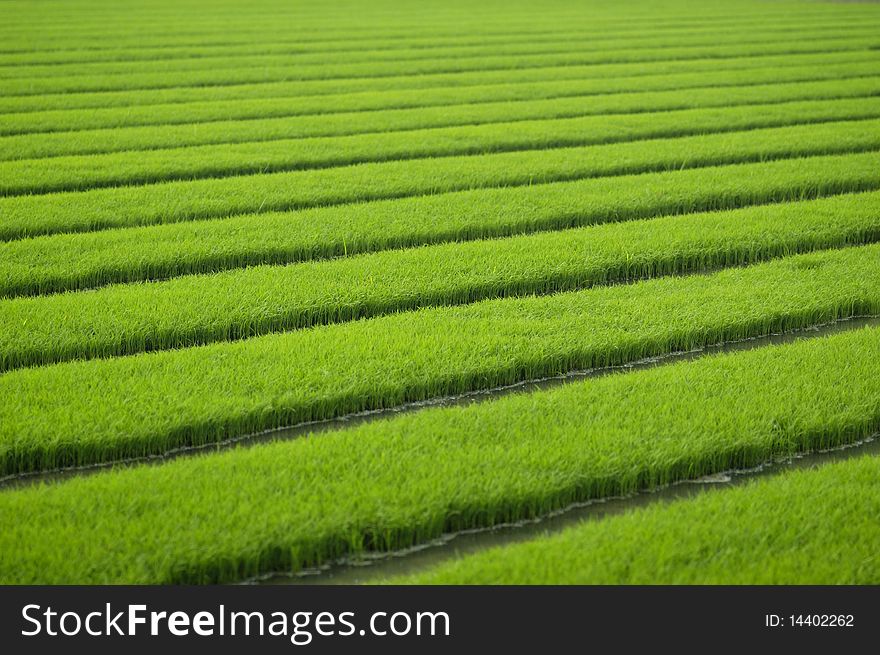 Rice seedlings in spring, China